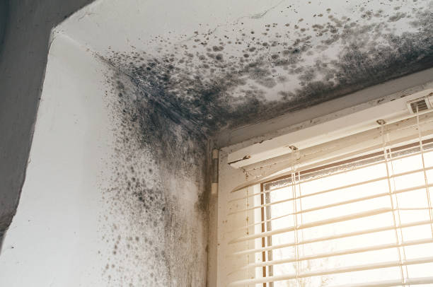 Affordable Commercial Mold Remediation solutions in Rawlings, MD
